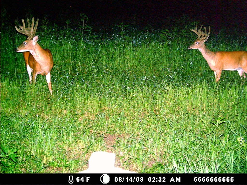 deer20cam20picts200831.jpg