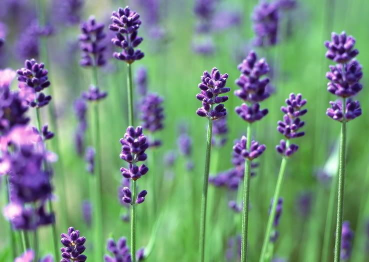 lavender Pictures, Images and Photos