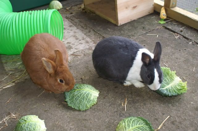 bunnies14-1.jpg