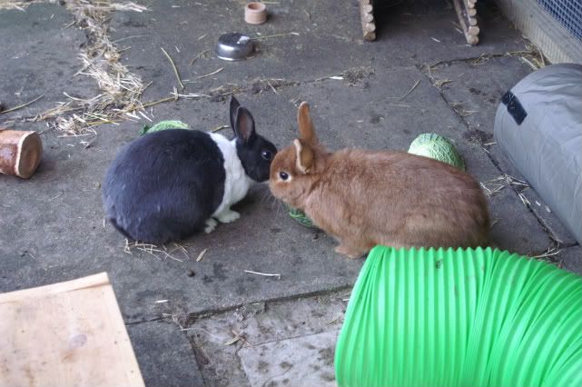 bunnies21-1.jpg