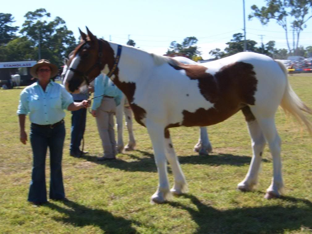 Pinto Horse Breeders Uk