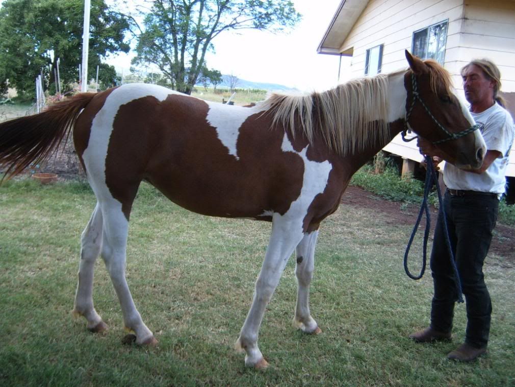 Pinto Horse Breeders Uk