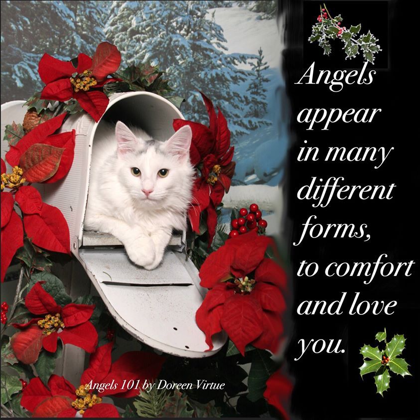  photo CHRISTMASCAT_zps01a2f88c.jpg