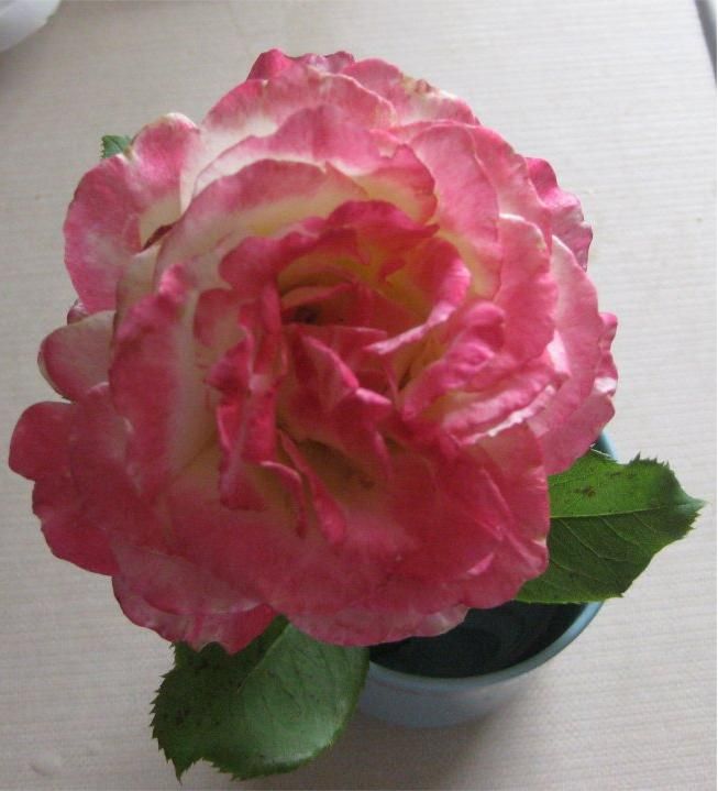  photo PINKRose_zpsfa3aca2a.jpg