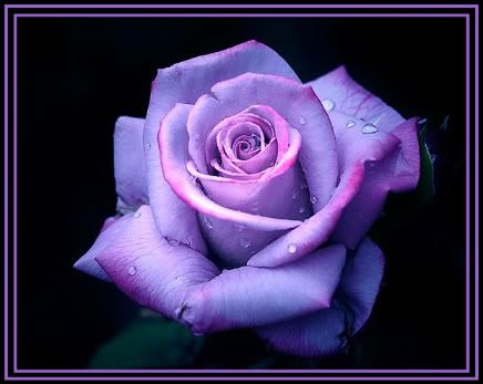  photo Purple_Rose_zpsc477f6f0.jpg