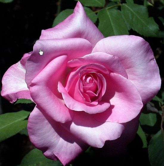  photo SatinRose_zps3c7cc064.jpg