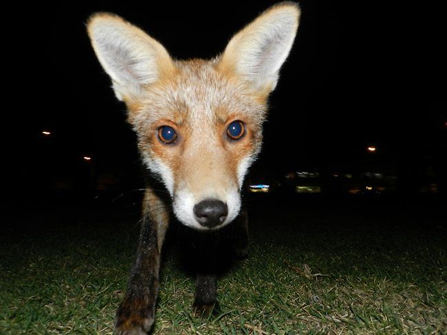  photo foxes-in-black-rock_zps23ead032.jpg